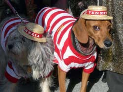 Des chiens déguisés de gondoliers