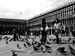 Les pigeons de la Place Saint-Marc